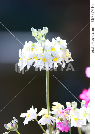 Adorable primrose flowers 86757416