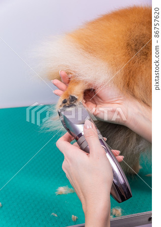 Haircut dogs fur on paws with a shearing machine close up. 86757620