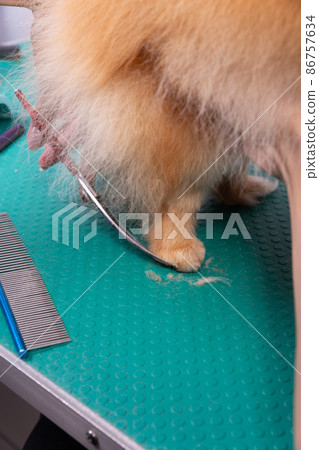 Professional groomer takes care of Orange Pomeranian Spitz in animal beauty salon. 86757634