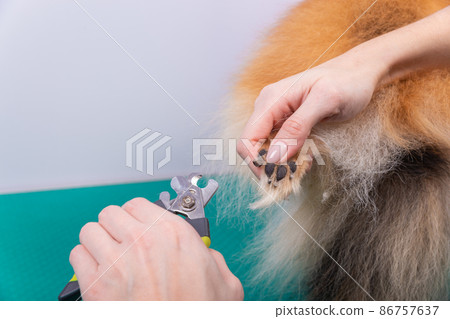 A woman cuts her claws on a Pomeranian dog. 86757637