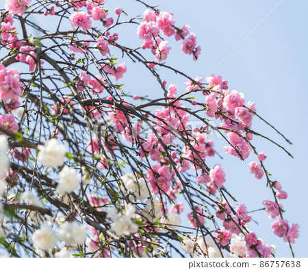 Weeping peach in full bloom 86757638