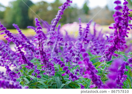 藍色salvia花 藍色salvia花 86757810