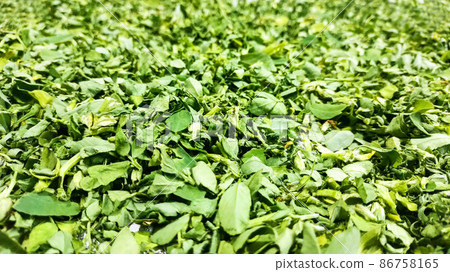 Green color dry Fenugreek leaves seasoning Green color dry Fenugreek leaves seasoning 86758165