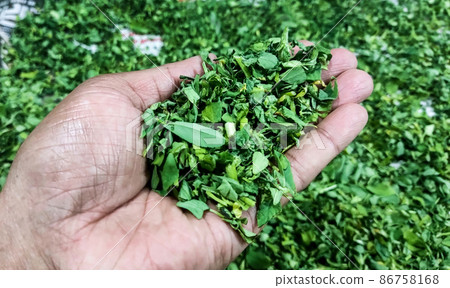 Green color dry Fenugreek leaves seasoning Green color dry Fenugreek leaves seasoning 86758168