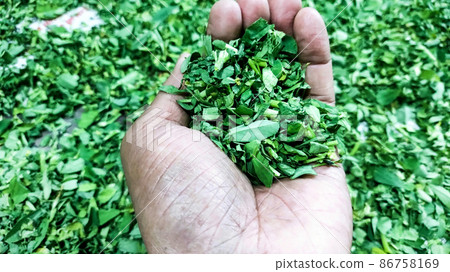 Green color dry Fenugreek leaves seasoning Green color dry Fenugreek leaves seasoning 86758169
