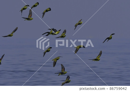 A bright and beautiful green and grape-colored green pigeon that comes to drink seawater on the Shonan coast in midsummer A bright and beautiful green and grape-colored green pigeon that comes to drink seawater on the Shonan coast in midsummer 86759042
