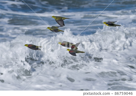 A bright and beautiful green and grape-colored green pigeon that comes to drink seawater on the Shonan coast in midsummer A bright and beautiful green and grape-colored green pigeon that comes to drink seawater on the Shonan coast in midsummer 86759046
