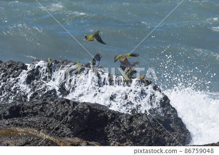 A bright and beautiful green and grape-colored green pigeon that comes to drink seawater on the Shonan coast in midsummer A bright and beautiful green and grape-colored green pigeon that comes to drink seawater on the Shonan coast in midsummer 86759048