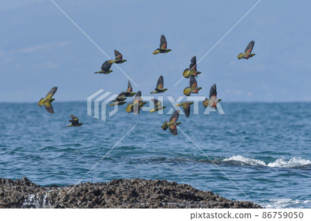 A bright and beautiful green and grape-colored green pigeon that comes to drink seawater on the Shonan coast in midsummer A bright and beautiful green and grape-colored green pigeon that comes to drink seawater on the Shonan coast in midsummer 86759050