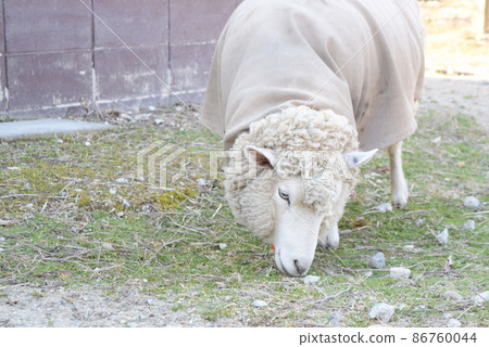 A sheep A sheep 86760044