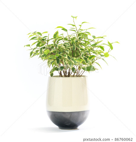 Potted plant of foliage plant, Ficus Benjamina Lovely [white background] 86760062