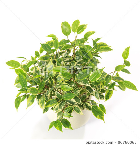 Leaves of Ficus Benjamina Lovely, a foliage plant [white background] 86760063