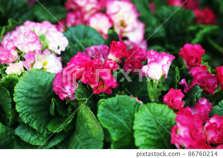 Primula Julian Flower 86760214