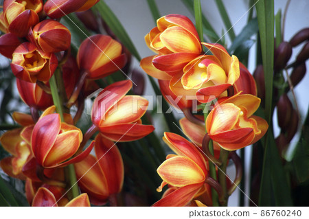 西蘭花大花蕙蘭黃紅花 86760240