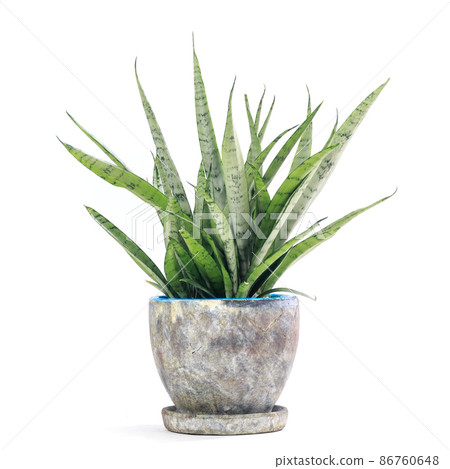 觀賞植物、虎尾蘭銀公主盆栽[白色背景] 86760648