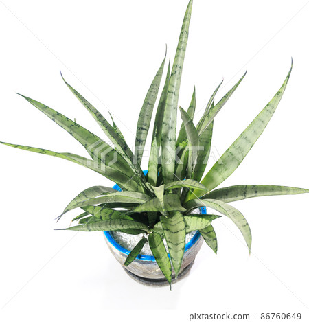 觀賞植物，虎尾蘭銀公主的葉子 [白色背景] 86760649