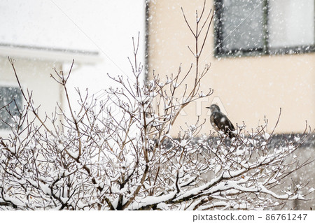 下雪天花園裡的白頭翁 下雪天花園裡的白頭翁 86761247