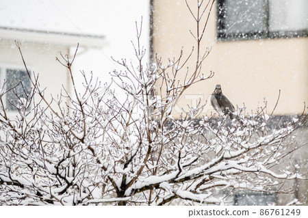 Bulbul on a snowy day Bulbul on a snowy day 86761249
