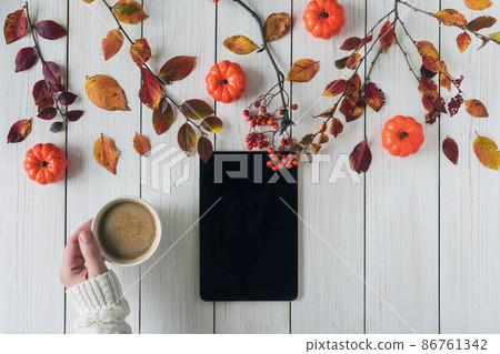 Woman with cup of coffee and tablet, leaves, rowan and small pumpkins on white retro wood boards. background. Autumn, fall concept. Flat lay, top view. 86761342