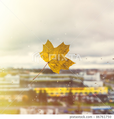 Fallen maple lonely leaf on the window with raindrops in the autumn day. loneliness concept. Fallen maple lonely leaf on the window with raindrops in the autumn day. loneliness concept. 86761750