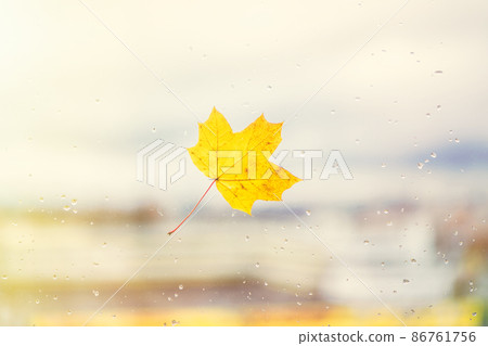 Fallen maple leaves on the window with raindrops. Autumn concept Fallen maple leaves on the window with raindrops. Autumn concept 86761756