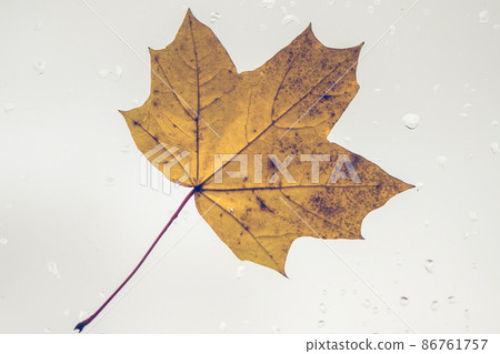 Fallen maple lonely leaf on the window with raindrops in the autumn day. loneliness concept. Fallen maple lonely leaf on the window with raindrops in the autumn day. loneliness concept. 86761757