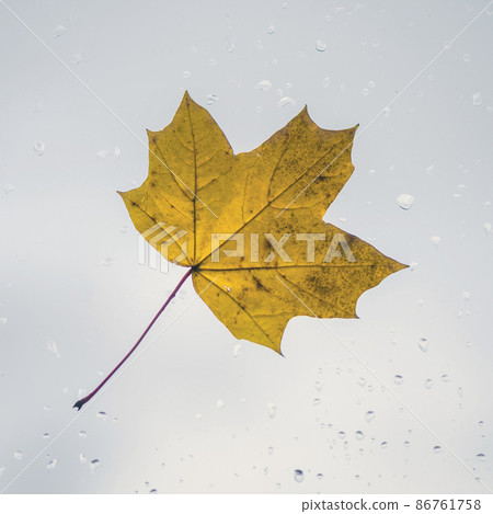 Fallen maple lonely leaf on the window with raindrops in the autumn day. loneliness concept. Fallen maple lonely leaf on the window with raindrops in the autumn day. loneliness concept. 86761758