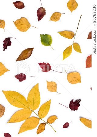 Different autumn dry leaf, branches, leaves and petals pattern isolated on white background. overhead view. Copy space. Vertical ratio 86762230