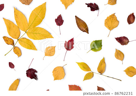 Different autumn dry leaf, branches, leaves and petals pattern isolated on white background. overhead view. Copy space. Instagram ratio 86762231