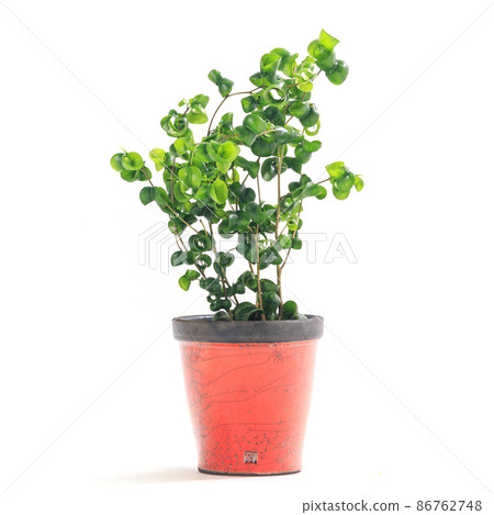 Ficus baroque potted plant with attractive foliage plants and curled leaves [white background] 86762748