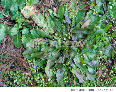 栗色花環 86763058