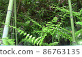 fern plant 86763135
