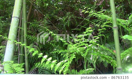 蕨類植物 蕨類植物 86763135
