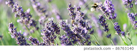 Beautiful summer field with lavender flowers closeup Beautiful summer field with lavender flowers closeup 86763140