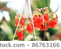 Bud of kalanchoe 86763166