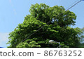 Blue Sky and Tree 86763252