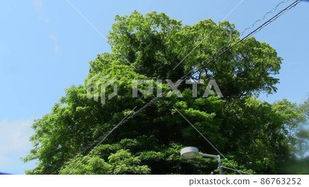 Blue Sky and Tree Blue Sky and Tree 86763252