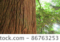 Cedar tree 86763253