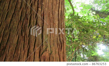 Cedar tree Cedar tree 86763253