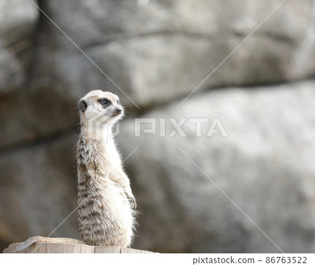 meerkat meerkat 86763522