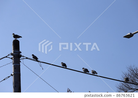 藍天白雲,電線桿上棲息的鴿子,冬日枯樹的枝椏,路燈,盡收眼底的風景。 藍天白雲,電線桿上棲息的鴿子,冬日枯樹的枝椏,路燈,盡收眼底的風景。 86763621