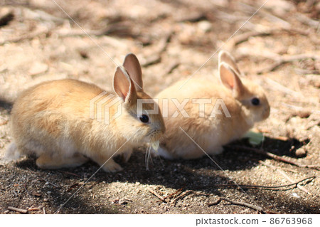 Photograph of a wild rabbit (Okunoshima, Hiroshima, Japan) Photograph of a wild rabbit (Okunoshima, Hiroshima, Japan) 86763968