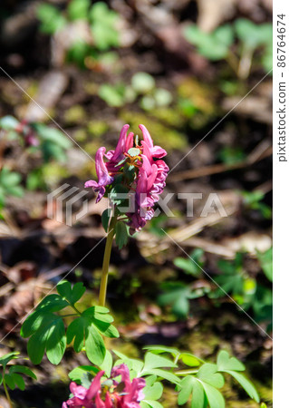 Purple corydalis flowers in forest at spring Purple corydalis flowers in forest at spring 86764674