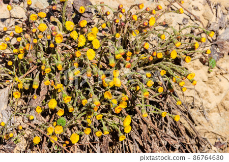 Coltsfoot flower (Tussilago farfara) on meadow 86764680