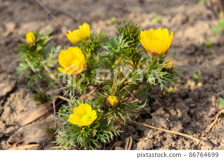 Yellow adonis flower in garden on spring 86764699