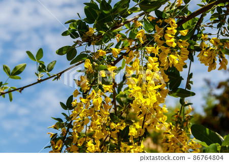 Blooming yellow acacia tree (Caragana arborescens) Blooming yellow acacia tree (Caragana arborescens) 86764804