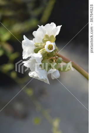 Bergenia Bressingham White Bergenia Bressingham White 86764828