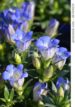 Japanise gentian Japanise gentian 86764834