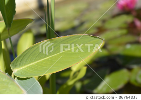 Powdery alligator-flag 86764835