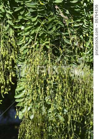 Weeping Japanese pagoda tree 86764836
